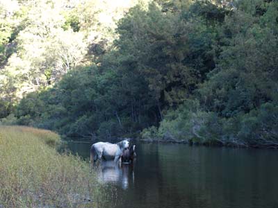 Brumbies