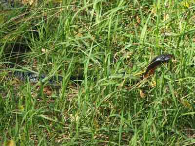 Red bellied black snake