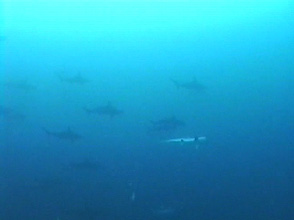 Hammerhead Sharks