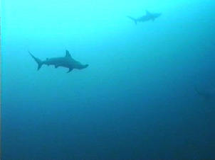Hammerhead Sharks