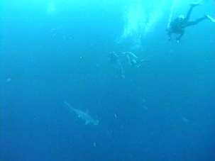 Hammerhead Sharks