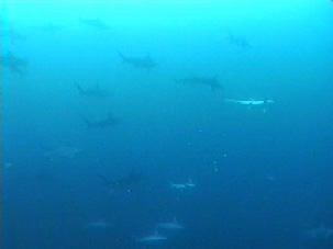 Hammerhead Sharks