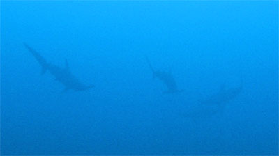 Hammerhead sharks