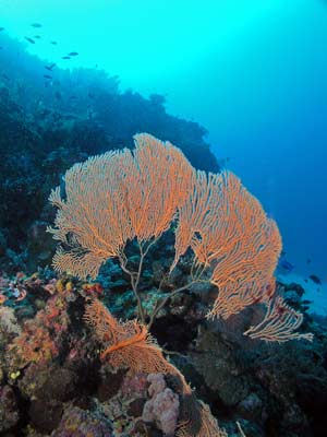 Gorgonia