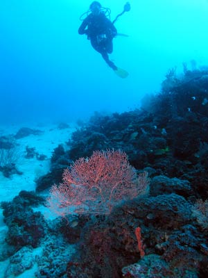 Gorgonia