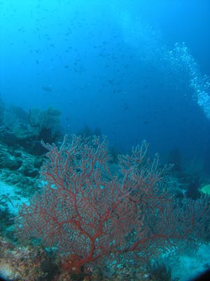 Helmuts Reef