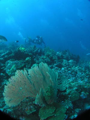 Helmuts Reef
