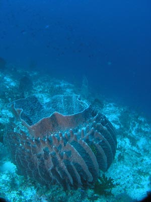 Helmuts Reef