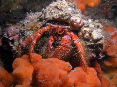 Hermit crab