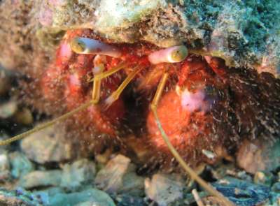 A hermit crab