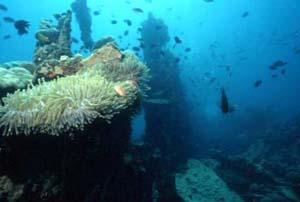 An anemone and clownfish in the shallows