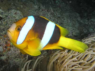 Clownfish