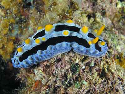 Black-rayed phyllidia