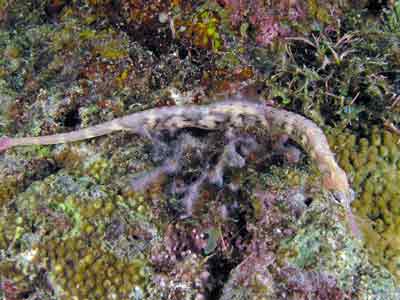 Pipefish
