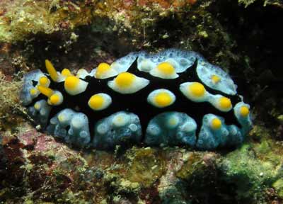 Black-rayed phyllidia