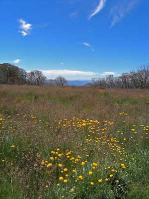Howitt Plain