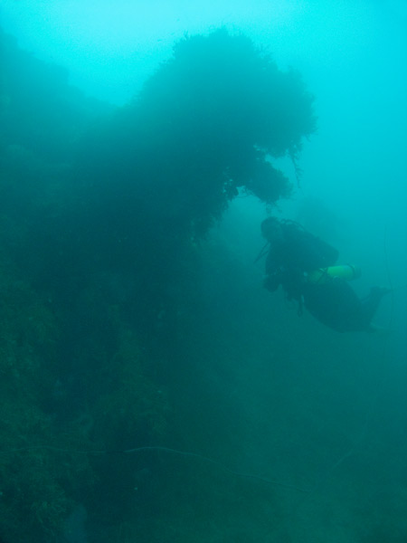 Hoyo Maru
