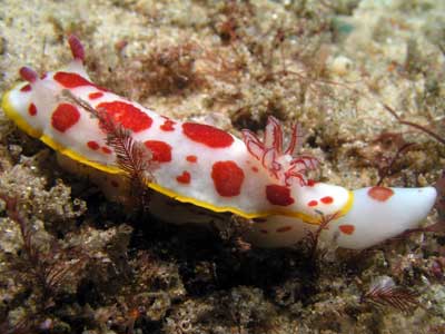 Nudi