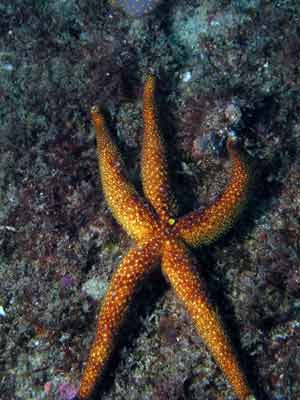 Starfish