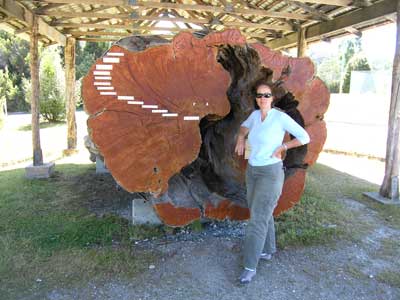 Huon Pine