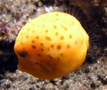 Yellow boxfish