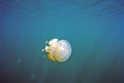 Jellyfish Lake