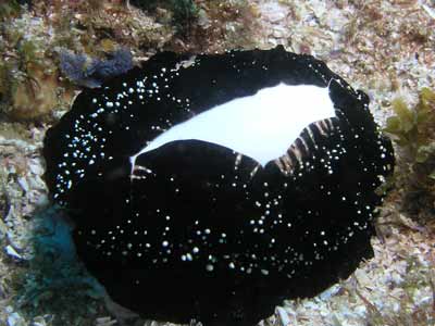 Julian Rocks Egg Cowrie