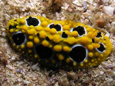 Ocellate Phyllidia