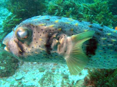 Julian Rocks Pufferfish