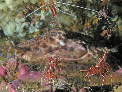 Julian Rocks Shrimp