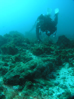 Julian Rocks Wobbegong