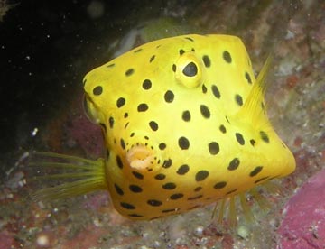Juvenile yellow boxfish