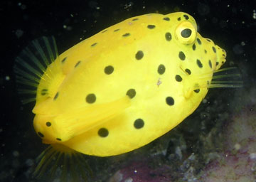 Juvenile yellow boxfish