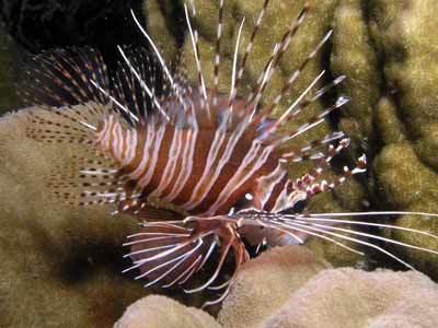 Kabaira House Reef