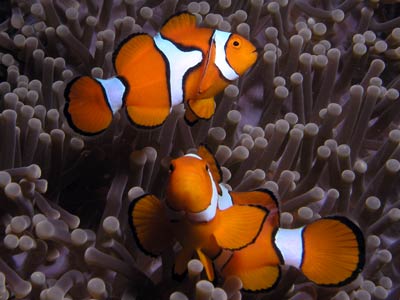 Kabaira House Reef