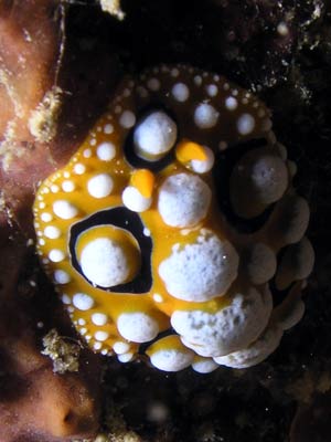 Kabaira House Reef