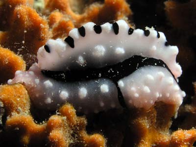 Kabaira House Reef