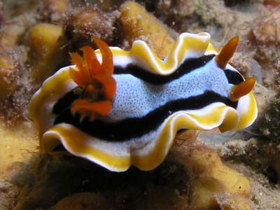 Kabaira House Reef