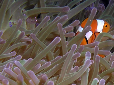 Kabaira House Reef