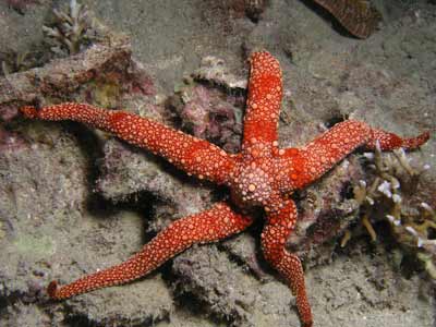 Kabaira House Reef