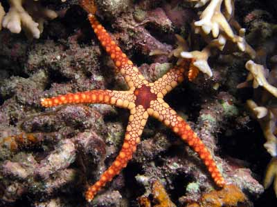 Kabaira House Reef