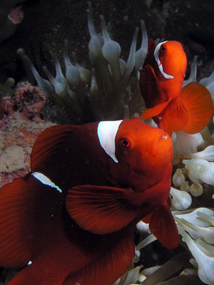 Kabaira House Reef