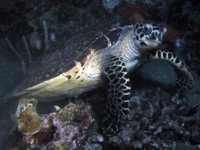 Kabaira House Reef