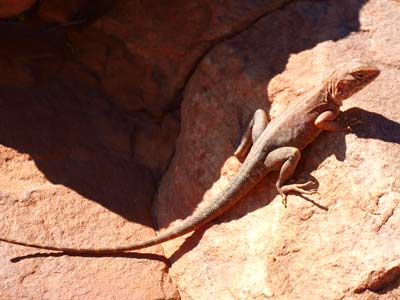 Kings Canyon