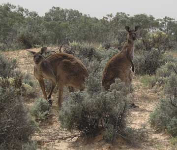 Red Kangaroos