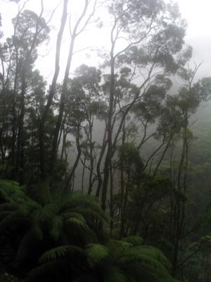 King River Rainforest