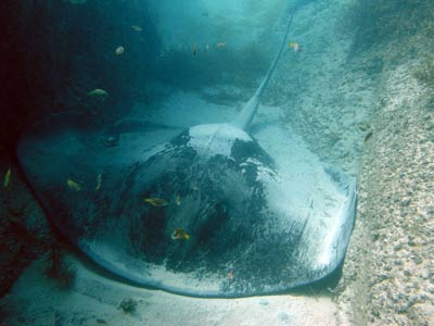 Bullray at Stingray Rock