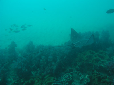 Eagle ray