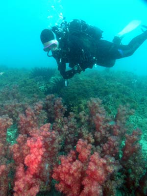 Ladies Reef