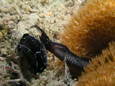 Nudibranch